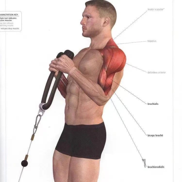 Tricep Push Pull Rope – Face Pull & Cable Handle for Upper Body Workouts